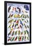 Parrots Educational Bird Chart Art Poster-null-Framed Poster