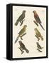Parrots of the New World-null-Framed Stretched Canvas