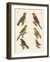Parrots of the New World-null-Framed Giclee Print