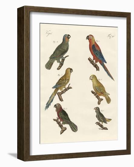 Parrots of the New World-null-Framed Giclee Print