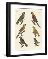 Parrots of the New World-null-Framed Giclee Print