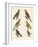 Parrots of the New World-null-Framed Giclee Print