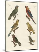 Parrots of the New World-null-Mounted Giclee Print