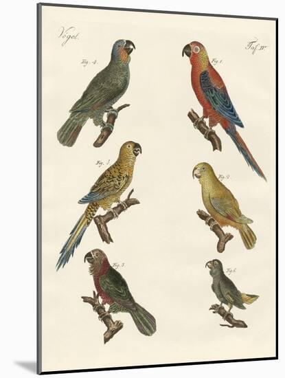 Parrots of the New World-null-Mounted Giclee Print