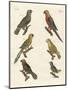 Parrots of the New World-null-Mounted Giclee Print