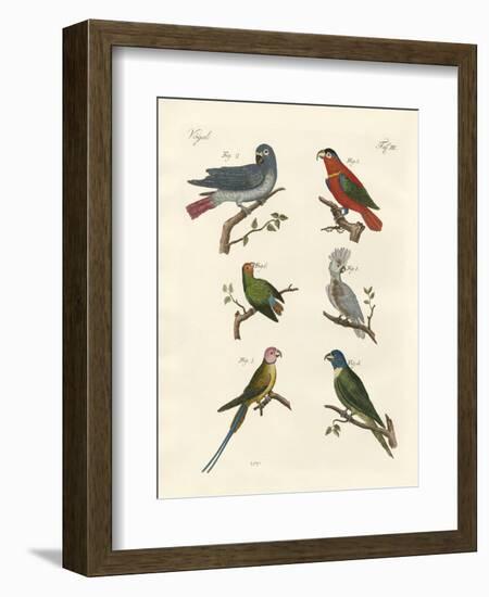 Parrots of the Old World-null-Framed Giclee Print