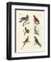 Parrots of the Old World-null-Framed Giclee Print