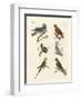 Parrots of the Old World-null-Framed Giclee Print