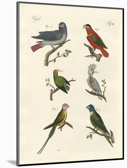 Parrots of the Old World-null-Mounted Giclee Print