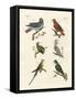 Parrots of the Old World-null-Framed Stretched Canvas