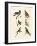 Parrots of the Old World-null-Framed Giclee Print