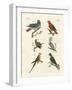 Parrots of the Old World-null-Framed Giclee Print