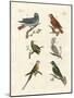 Parrots of the Old World-null-Mounted Giclee Print