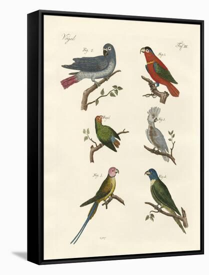 Parrots of the Old World-null-Framed Stretched Canvas