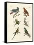 Parrots of the Old World-null-Framed Stretched Canvas