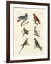 Parrots of the Old World-null-Framed Giclee Print