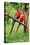 Parrots: Scarlet Macaw (Ara Macao)-zanskar-Stretched Canvas