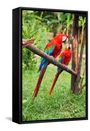 gået i stykker Udover snack Parrots: Scarlet Macaw (Ara Macao)' Photographic Print - zanskar |  AllPosters.com