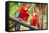 Parrots: Scarlet Macaw (Ara Macao)-zanskar-Framed Stretched Canvas