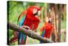 Parrots: Scarlet Macaw (Ara Macao)-zanskar-Stretched Canvas