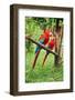 Parrots: Scarlet Macaw (Ara Macao)-zanskar-Framed Photographic Print