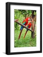 Parrots: Scarlet Macaw (Ara Macao)-zanskar-Framed Photographic Print