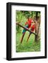 Parrots: Scarlet Macaw (Ara Macao)-zanskar-Framed Photographic Print