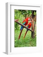 Parrots: Scarlet Macaw (Ara Macao)-zanskar-Framed Photographic Print