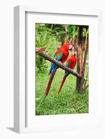 Parrots: Scarlet Macaw (Ara Macao)-zanskar-Framed Photographic Print