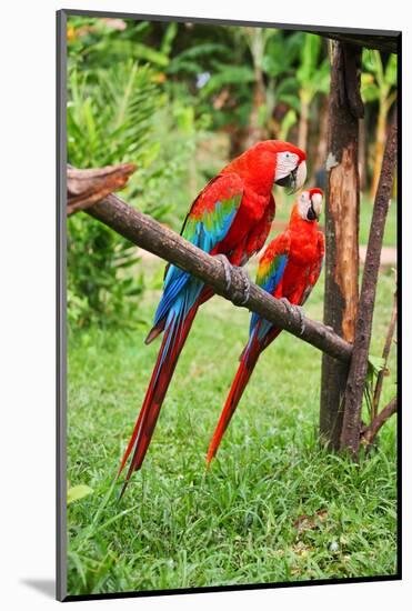 Parrots: Scarlet Macaw (Ara Macao)-zanskar-Mounted Photographic Print