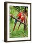 Parrots: Scarlet Macaw (Ara Macao)-zanskar-Framed Photographic Print