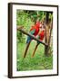 Parrots: Scarlet Macaw (Ara Macao)-zanskar-Framed Photographic Print