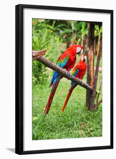 Parrots: Scarlet Macaw (Ara Macao)-zanskar-Framed Photographic Print