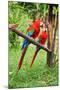 Parrots: Scarlet Macaw (Ara Macao)-zanskar-Mounted Photographic Print
