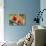 Parrots: Scarlet Macaw (Ara Macao)-zanskar-Photographic Print displayed on a wall