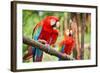 Parrots: Scarlet Macaw (Ara Macao)-zanskar-Framed Photographic Print