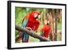 Parrots: Scarlet Macaw (Ara Macao)-zanskar-Framed Photographic Print