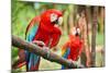 Parrots: Scarlet Macaw (Ara Macao)-zanskar-Mounted Photographic Print