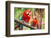 Parrots: Scarlet Macaw (Ara Macao)-zanskar-Framed Photographic Print