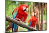 Parrots: Scarlet Macaw (Ara Macao)-zanskar-Mounted Photographic Print