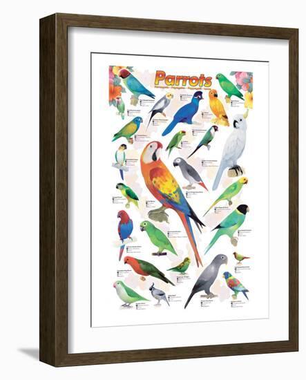 Parrots-null-Framed Premium Giclee Print