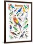 Parrots-null-Framed Premium Giclee Print