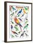 Parrots-null-Framed Art Print