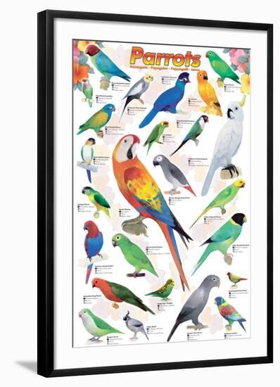 Parrots-null-Framed Art Print