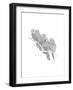 Parrots-The Tangled Peacock-Framed Giclee Print