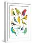 Parrots-Hanna Melin-Framed Art Print