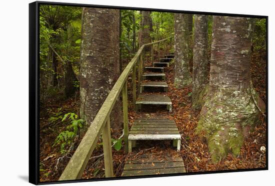 Parry Kauri Park, Auckland Region, North Island, New Zealand-David Wall-Framed Stretched Canvas