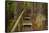 Parry Kauri Park, Auckland Region, North Island, New Zealand-David Wall-Framed Stretched Canvas