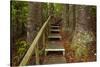 Parry Kauri Park, Auckland Region, North Island, New Zealand-David Wall-Stretched Canvas