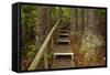 Parry Kauri Park, Auckland Region, North Island, New Zealand-David Wall-Framed Stretched Canvas